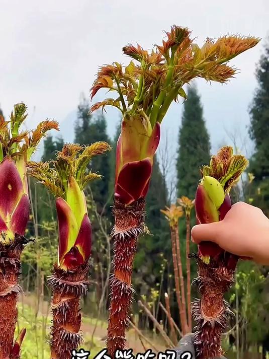 分享33种农村常见的野菜，你都吃过哪几种呀？