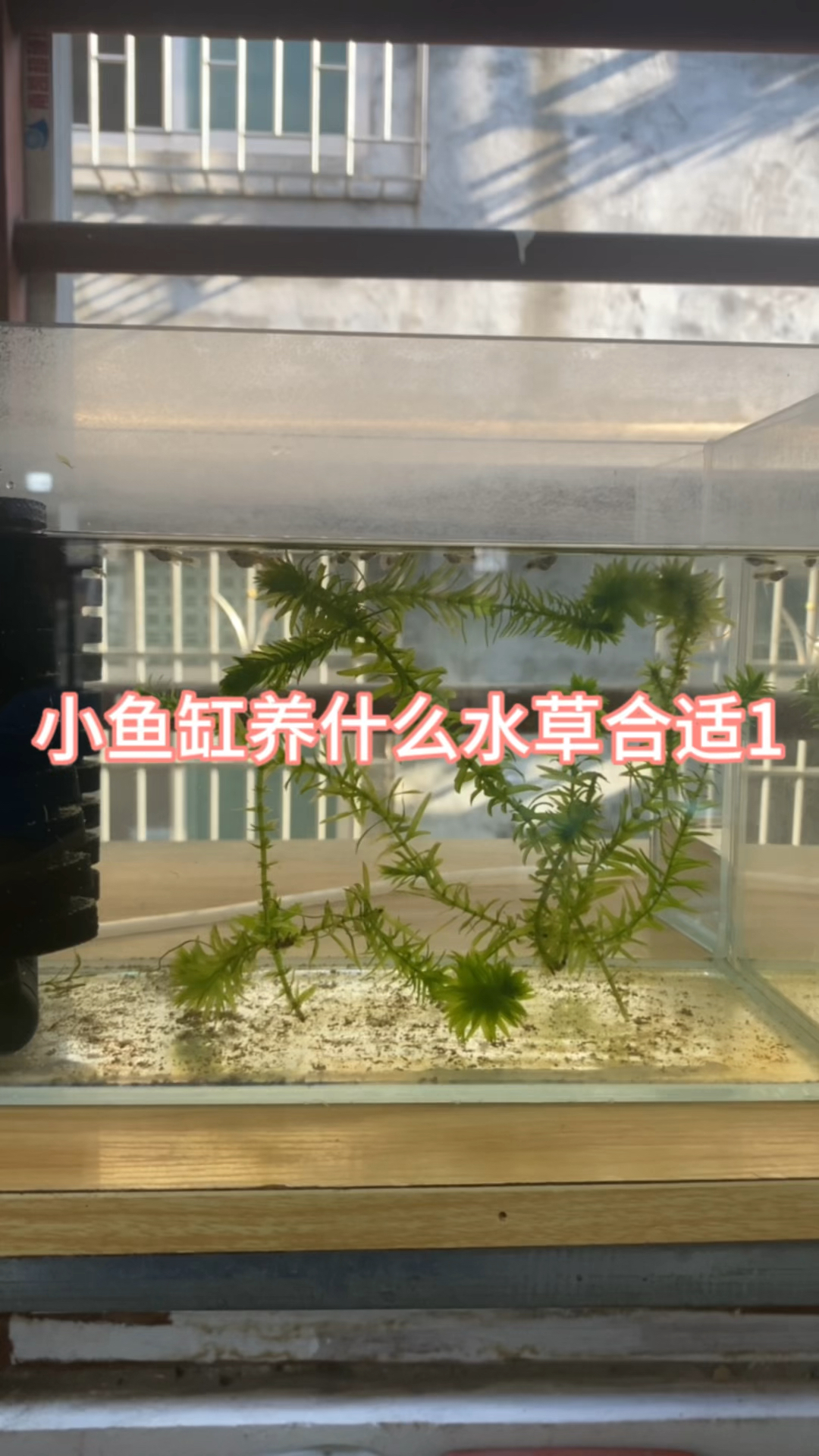小鱼缸养什么水草合适1#养鱼#水族