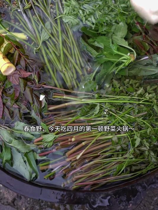 四月限定～今天吃十二种野菜火锅