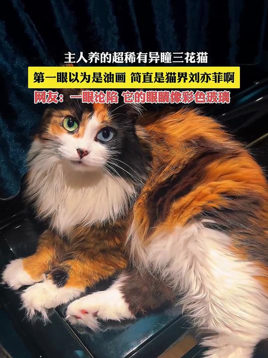 主人养的稀有异瞳三花猫,第一眼以为是油画,简直是猫界刘亦菲