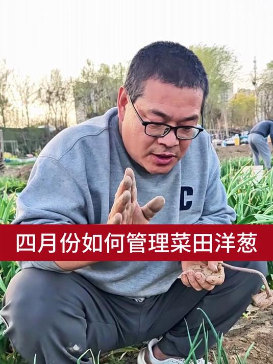 四月份如何管理菜田洋葱