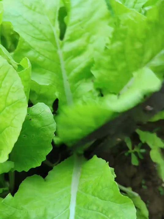 快看这小白菜,叶子烂了好多,给我心疼坏了