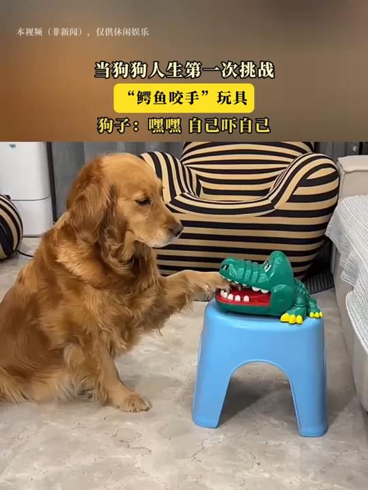 当狗狗人生第一次挑战,“鳄鱼咬手”玩具