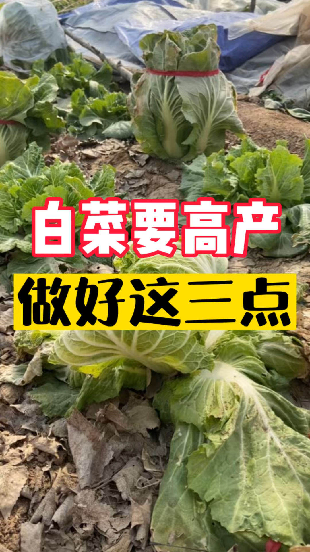 大白菜怎样种植长得好?白菜什么时候定值好?