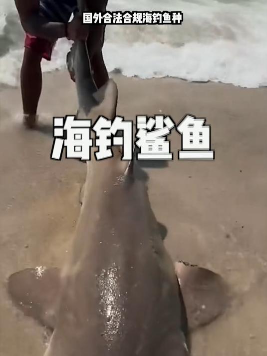 海钓巨型鲨鱼是什么样的体验?国外合规海钓,当地非保护鱼种