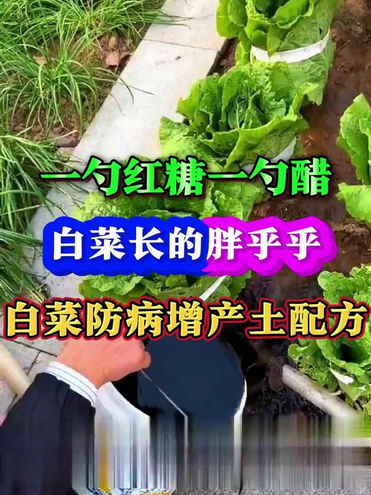 一勺红糖一勺醋白菜长的胖乎乎白菜增产土配方