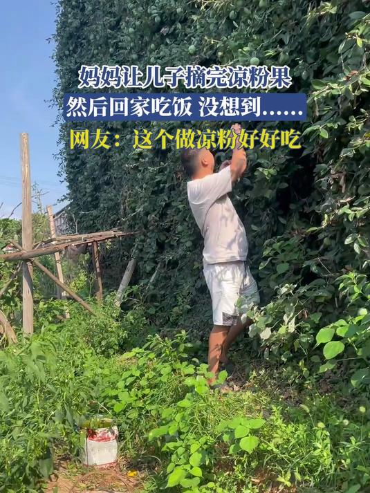 妈妈让儿子摘完凉粉果,然后回家吃饭,没想到……
