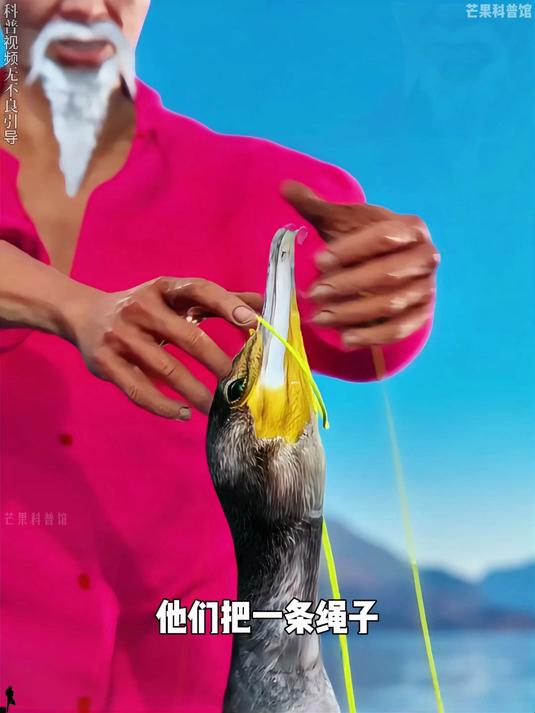 鸬鹚是如何捕鱼?