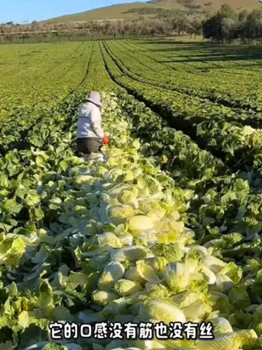 黄心娃娃菜超鲜嫩!营养丰富 做法多样 美味无敌