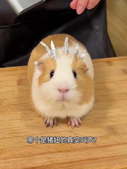 哪个是猪妞的叫声?好难猜啊……