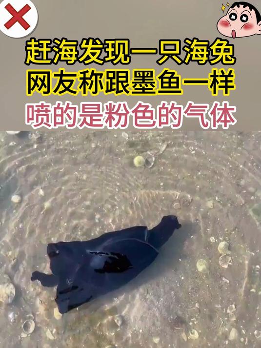 赶海发现一只海兔 网友称跟墨鱼一样 喷的是粉色的气体