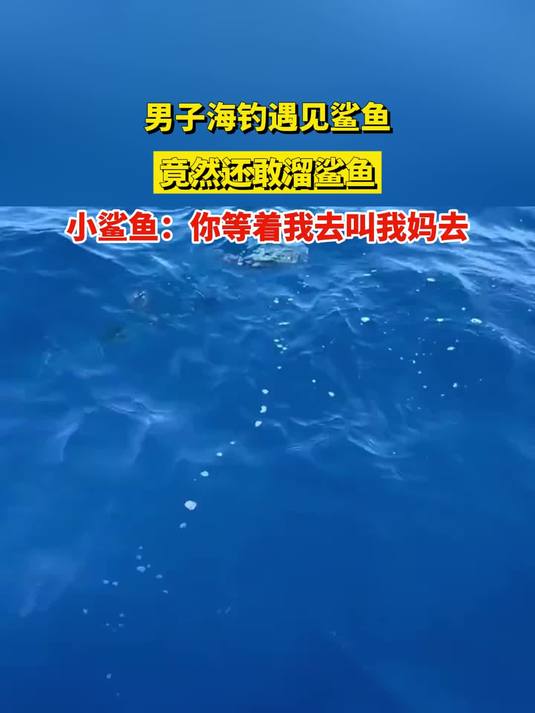 男子海钓遇见鲨鱼,竟然还敢溜鲨鱼,小鲨鱼:你等着我去叫我妈去