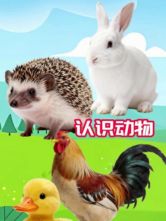 认识动物:大公鸡,刺猬,小白兔和小黄鸭