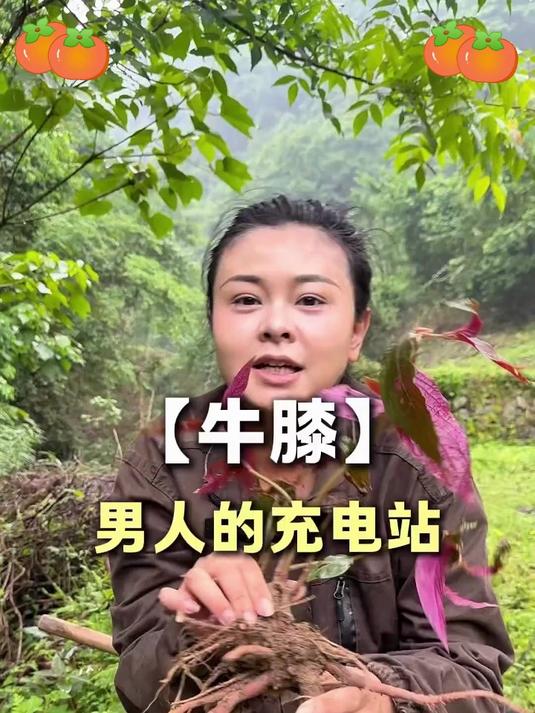 怀牛膝精华,让每一步都轻松自如