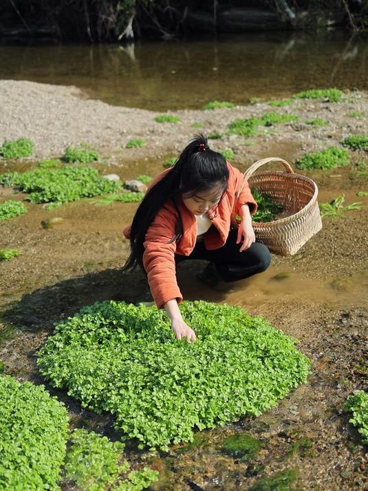河边的水芹菜真的好嫩,摘回家下豆豉火锅