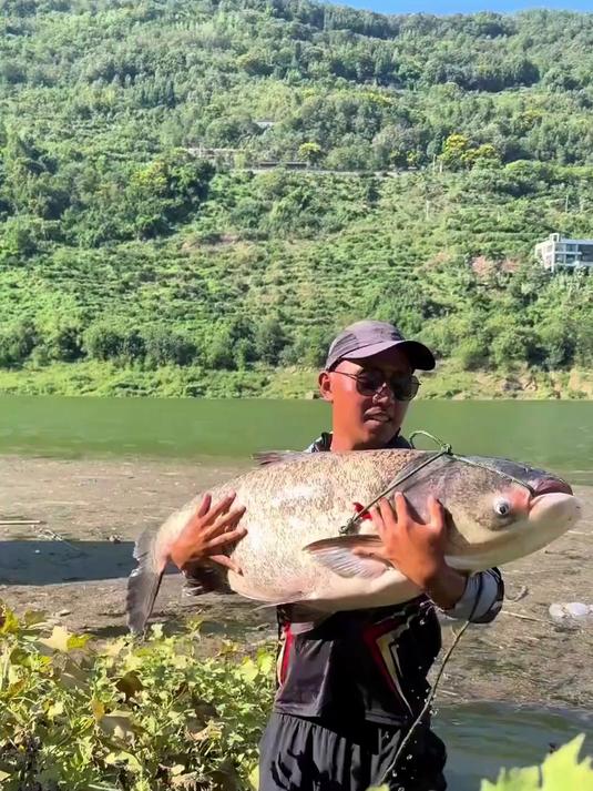 重庆长江云阳支流野生50+巨型鲢鳙#钓鱼人就是这么疯狂#