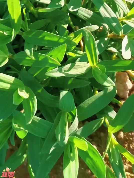 山东山苜楂到底是啥神仙野菜啊，口感脆嫩自带山野气，凉拌清炒都惊艳！