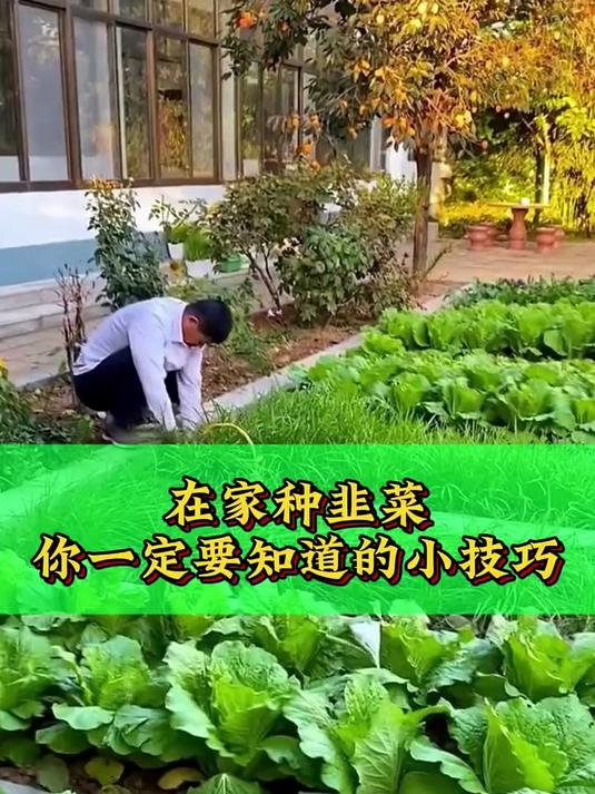 在家种韭菜 你一定要知道的小技巧
