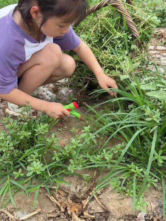 这就是生活在农村的好处,遍地都是野菜,这种菜怎样吃才好吃