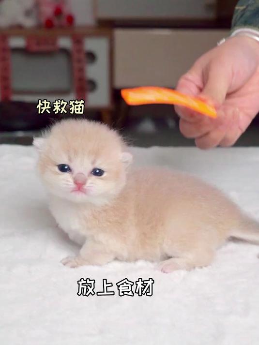 猫猫寿司,你们喜欢哪个口味呢?