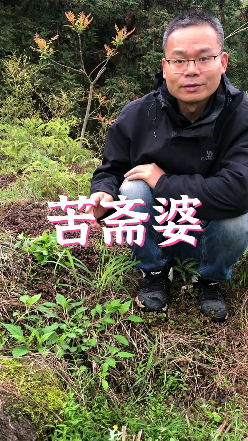 为什么苦斋婆被誉为野菜界的榴莲?