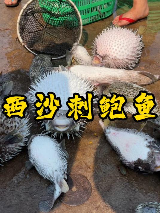 南海八大奇珍之一刺豚鱼,渔民有句老话,不品刺龟鲜,难懂南海情