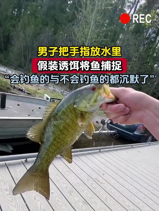 男子把手指放水里,假装诱饵将鱼捕捉,“会钓鱼的与不会钓鱼的 都沉默了”