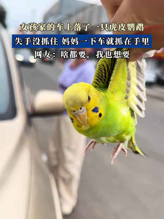 女孩的车上落了一只虎皮鹦鹉,失手没抓住,妈妈一下车就抓在手里