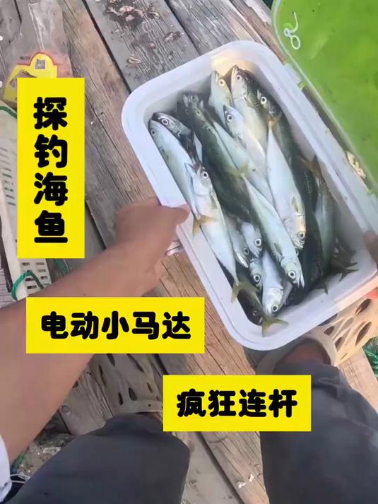 狂拔两小时！鲐鱼疯狂连杆