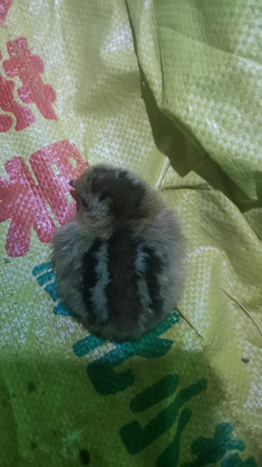 野鸡幼崽什么样,小野鸡成长记录