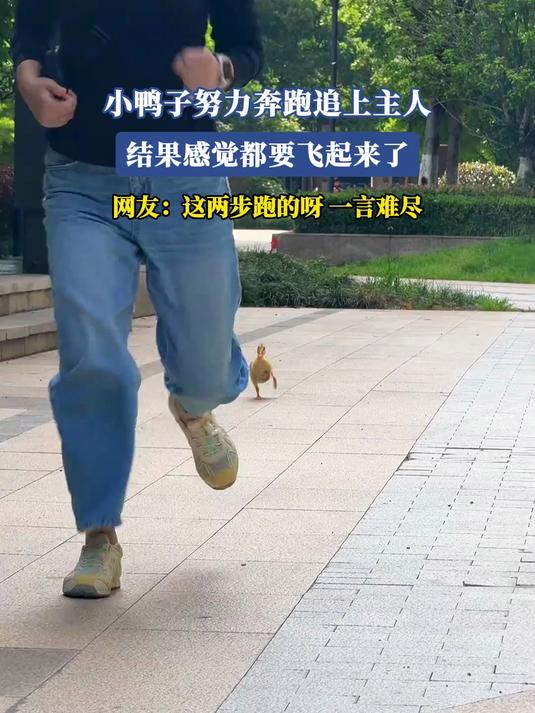 小鸭子努力奔跑追上主人，结果感觉都要飞起来了#金榜同行时#