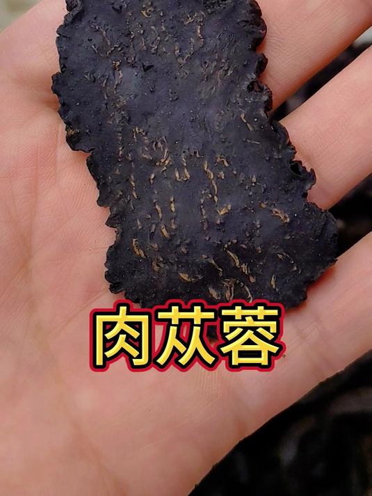 今天，带大家去康美中药城看看肉苁蓉