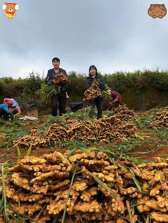 云南高山小黄姜大丰收了炒菜煲汤非常香老乡们