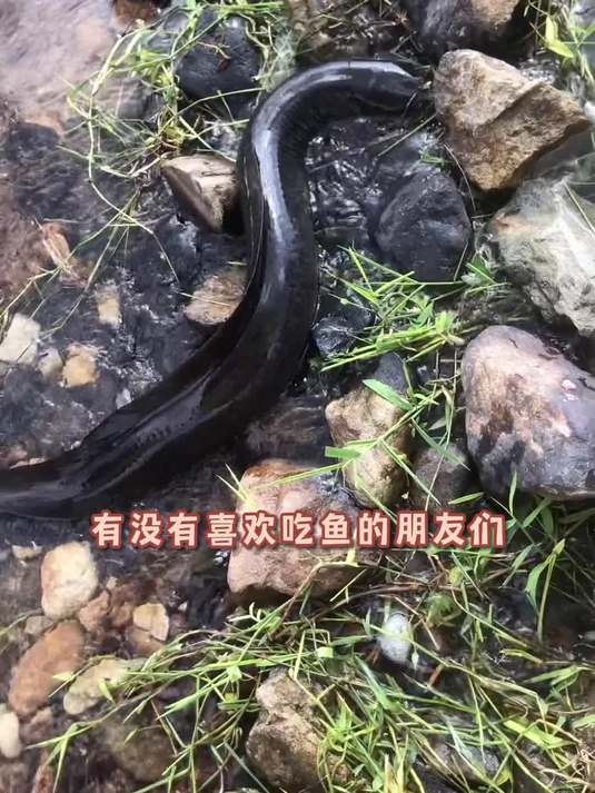 6月13日深山水库里的山坑鳗6