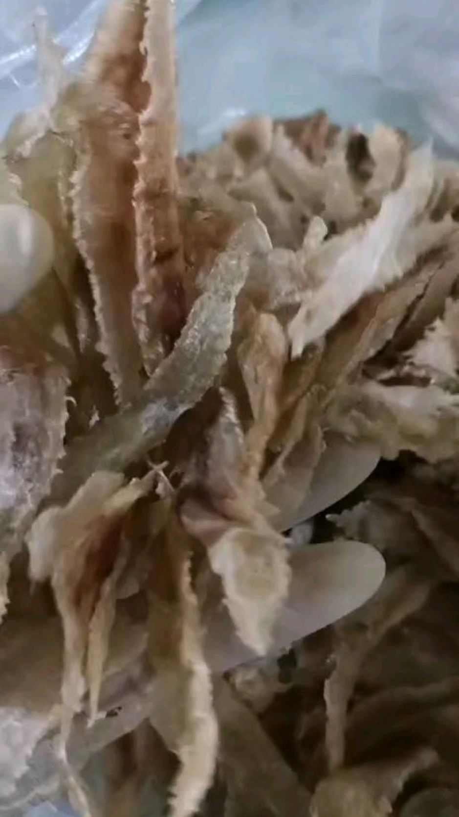 小头鳘鱼鳔,用油一炸酥脆喷香
