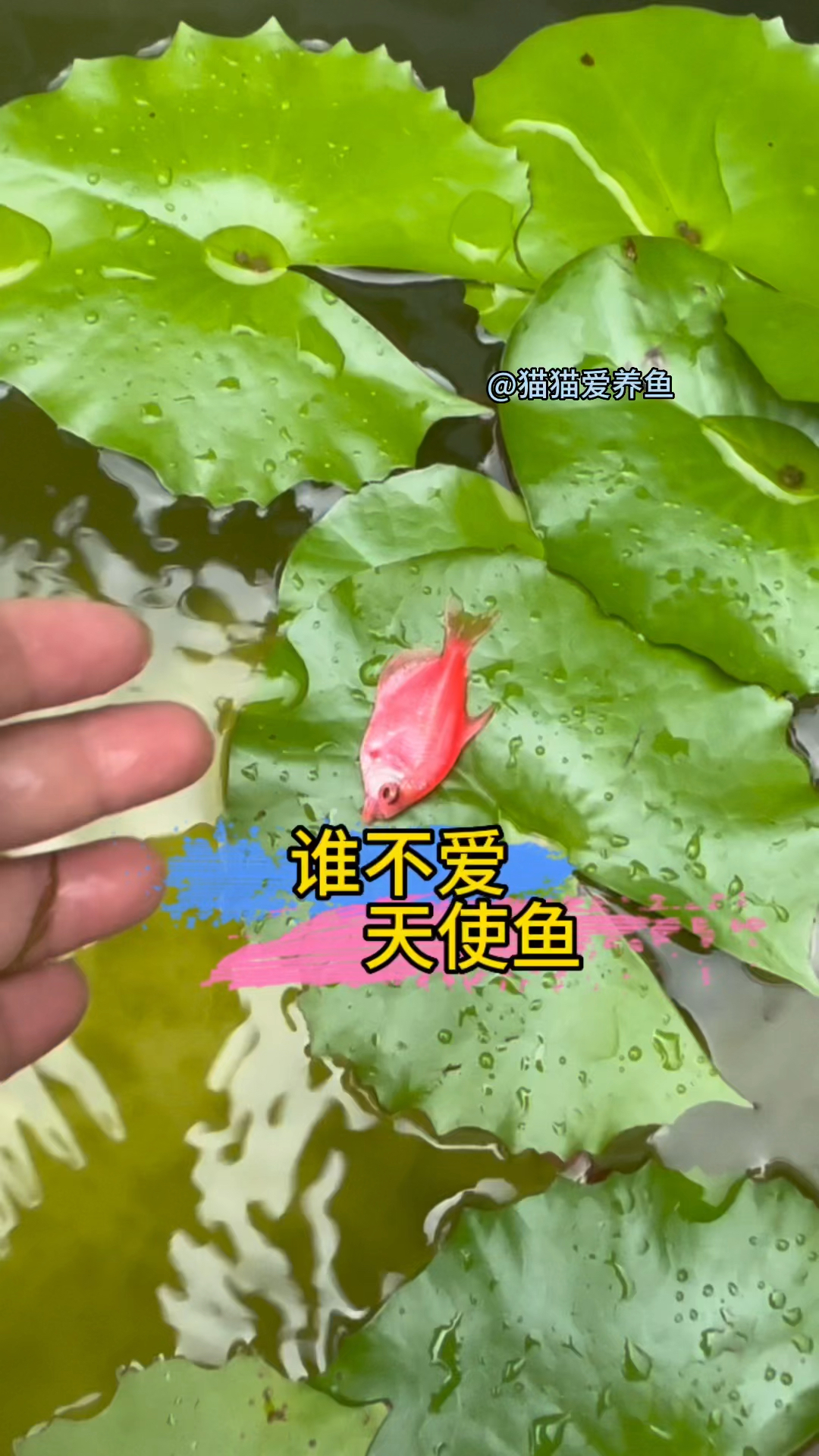天使鱼颜色艳丽又爱群居,大缸养也很震撼,应该很少有人会不喜欢吧