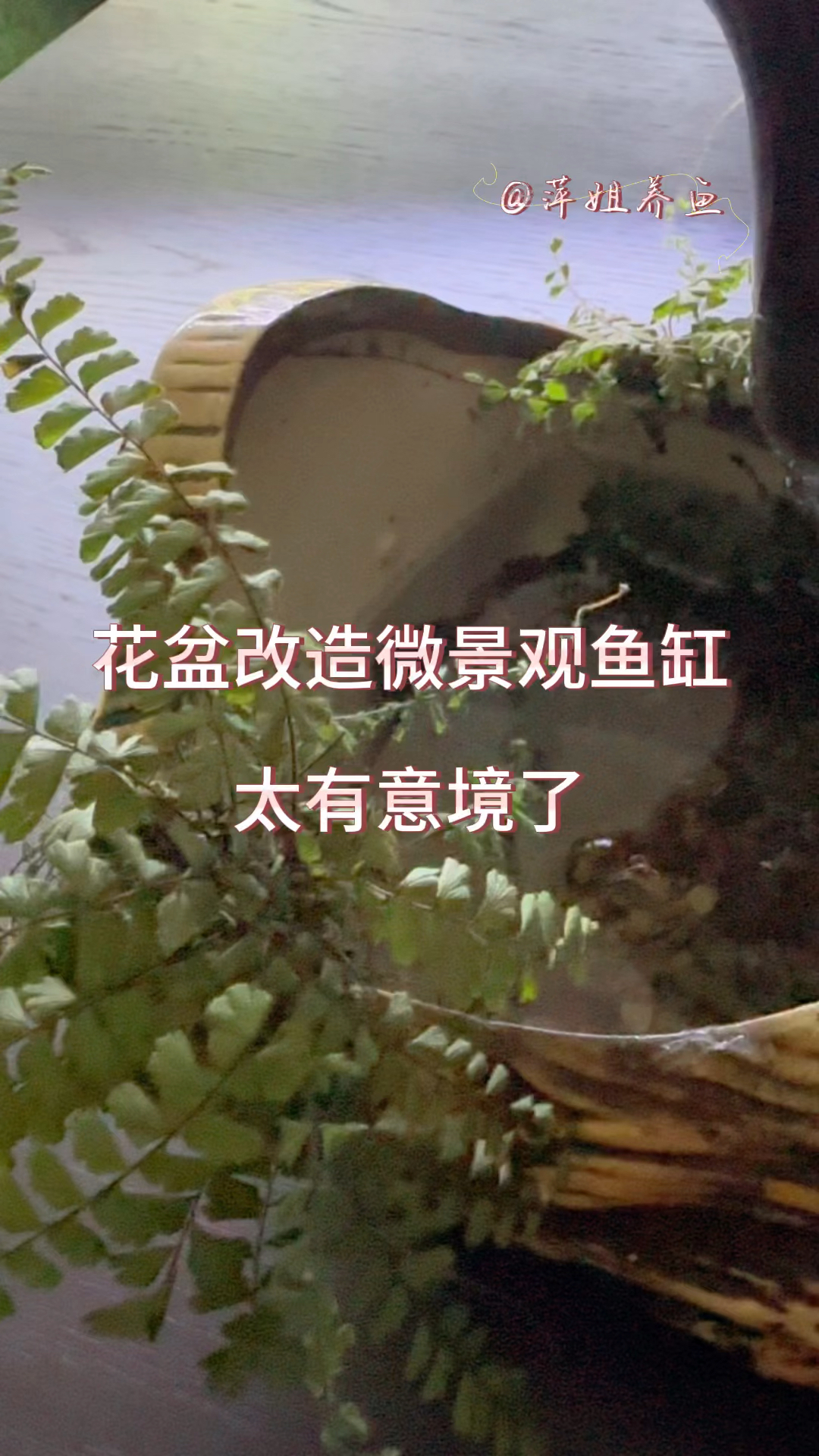 花盆改造微景观鱼缸太有意境了#水族 #鱼缸里的大自然 #养鱼日记