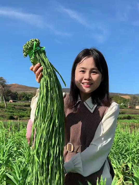 贡菜干的脆感太顶了!凉拌、炒菜都能嚼出响