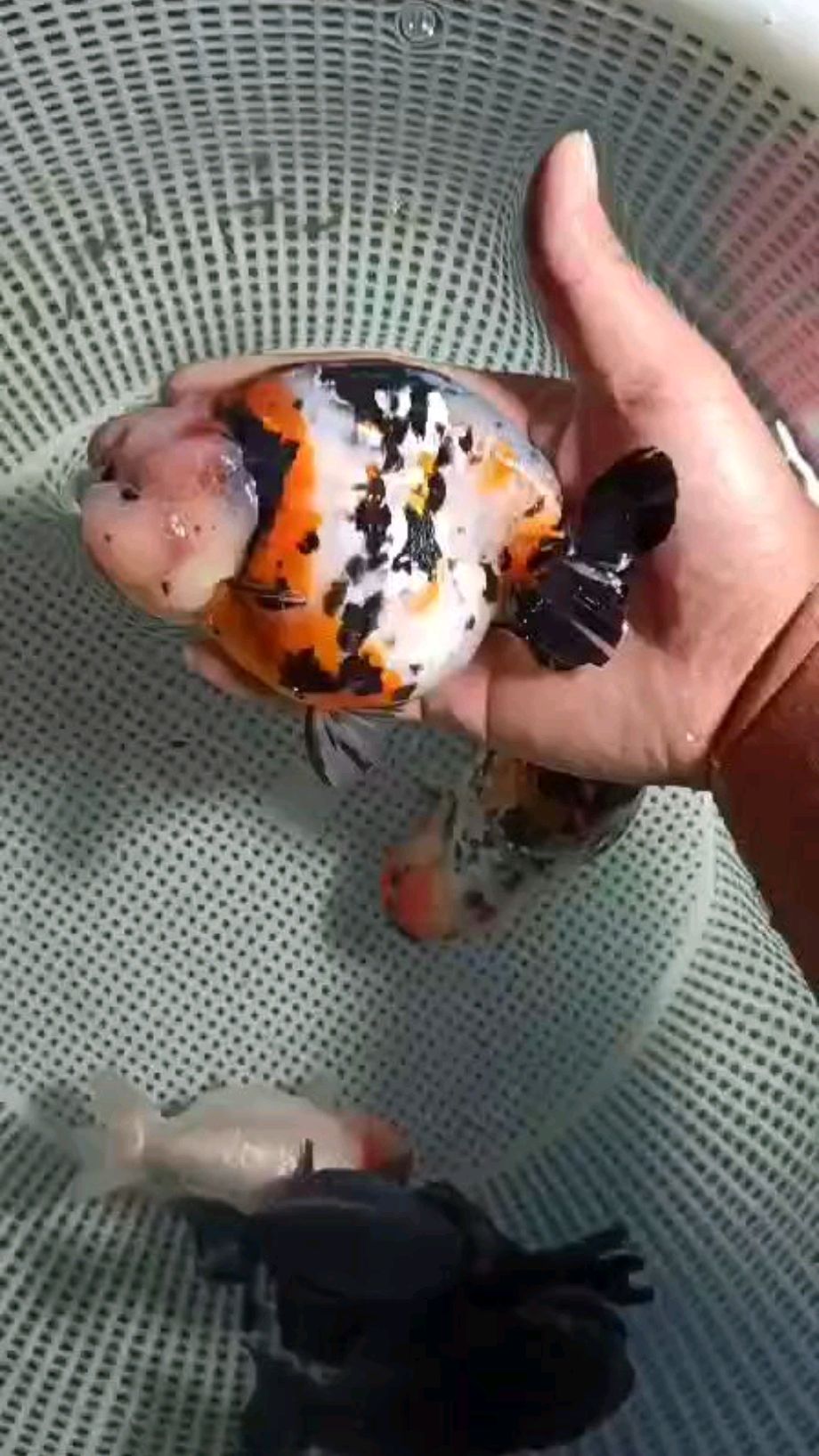 圆圆的胖子,花寿