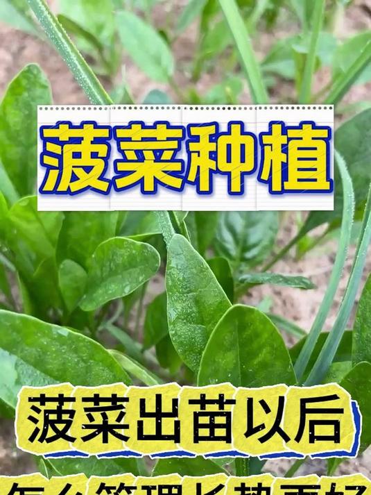 1121菠菜出苗怎么管理