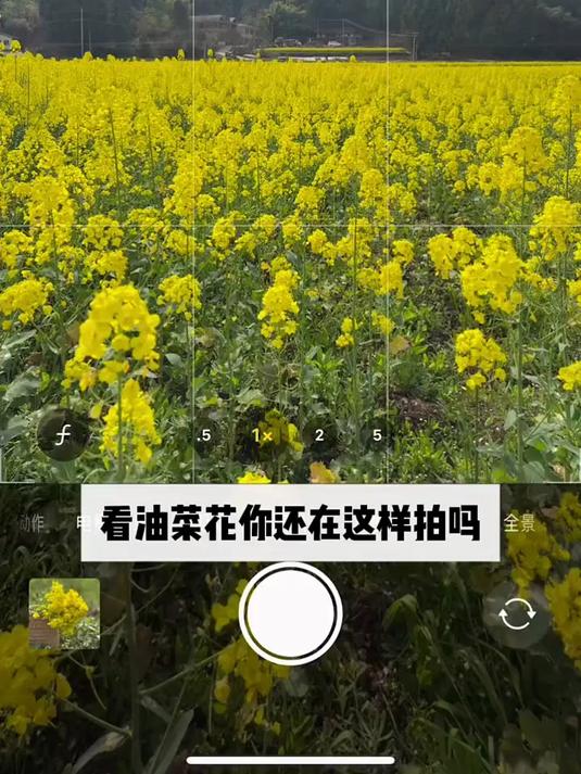 看油菜花怎么拍?