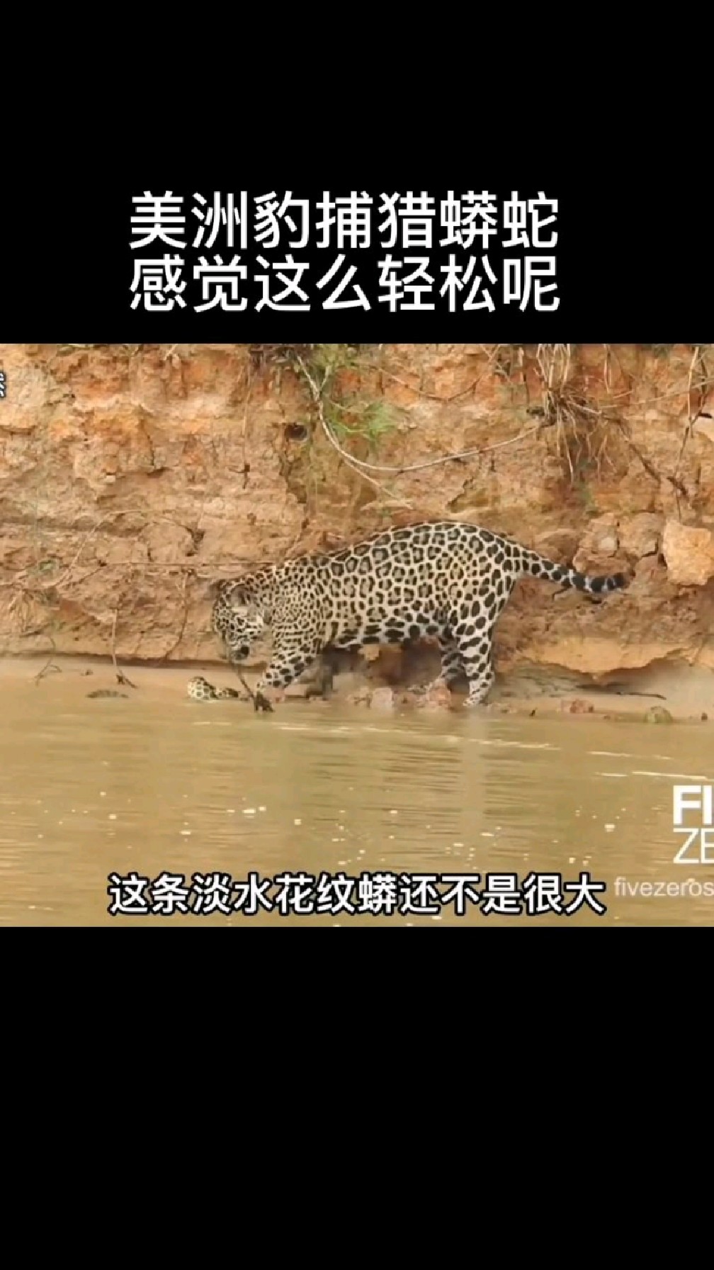 蟒蛇一点反抗没有呢?