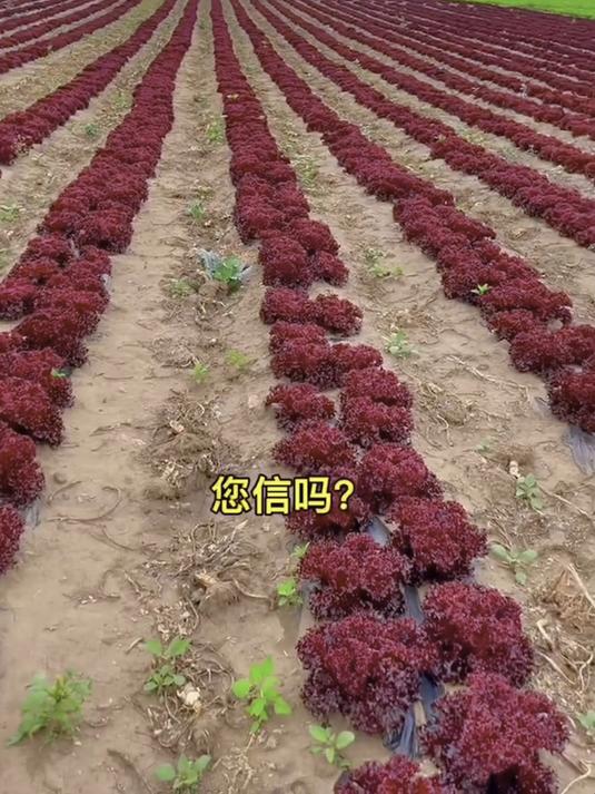 紫叶生菜盆栽颜值高,紫色叶片防虫害,种子遇水三天就发芽