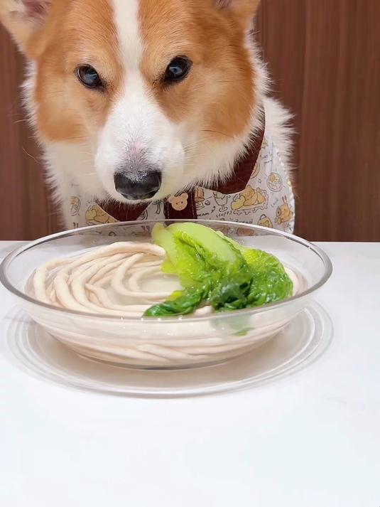 柯基犬嗦小白菜鸡肉面条,太治愈了