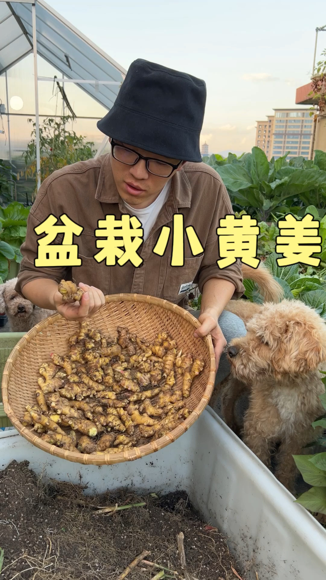 楼顶盆栽生姜种植的分享与收获