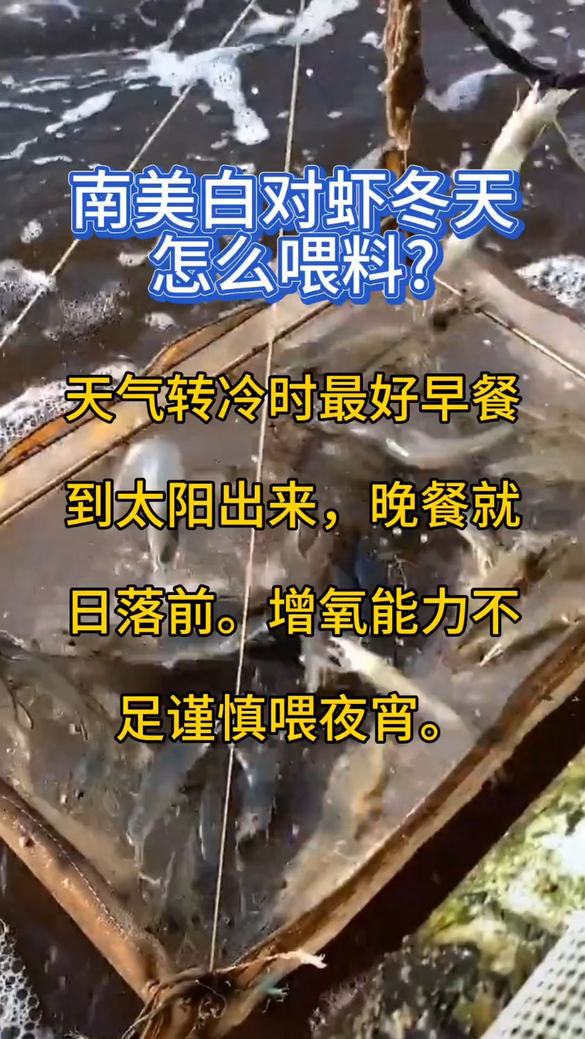 南美白对虾冬天怎么喂料?