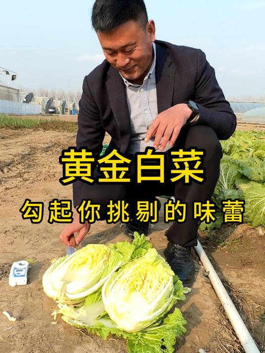 黄金白菜只要尝到曾经的味道,就会开启曾经的记忆