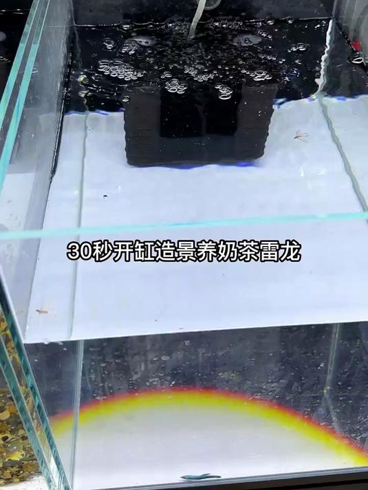 30秒开缸造景，养奶茶雷龙鱼，也适合其他小鱼哦~