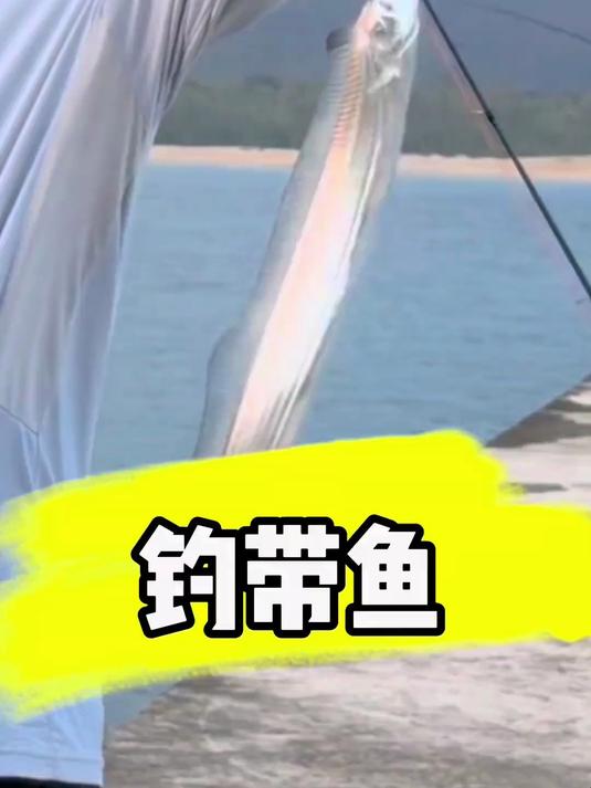 钓带鱼 养啥海水鱼自已钓