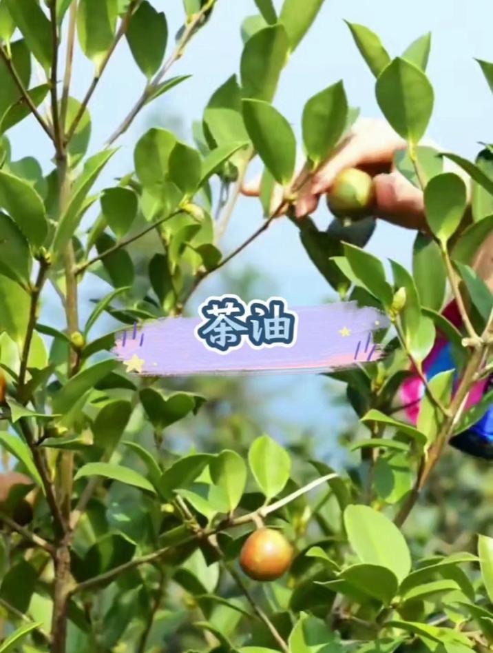 平时炒菜用茶油,那叫一个香